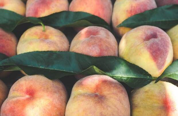 как правильно хранить персики и абрикосы
