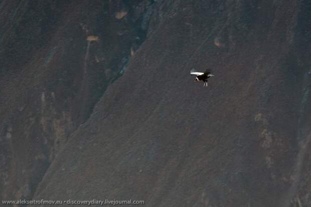 colca06 Спускаемся в глубочайший каньон на Земле
