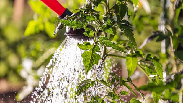 Как правильно поливать томаты в жару: ошибки могут погубить урожай