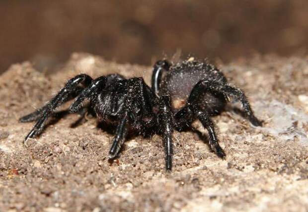 Мигаломорфные пауки: виды и особенности