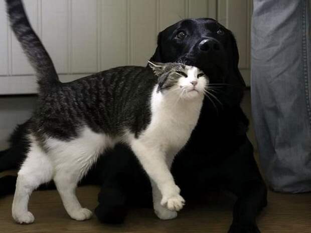 Кот и пёс  кот, кошка, пёс, собака