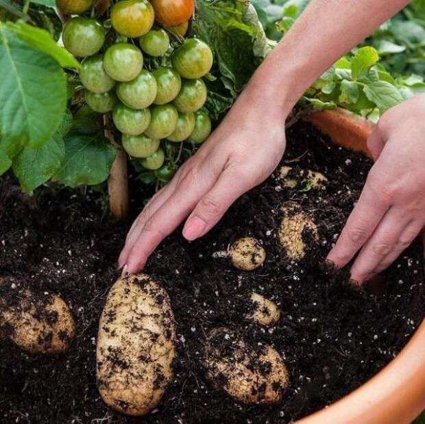 Выкапывание картофеля