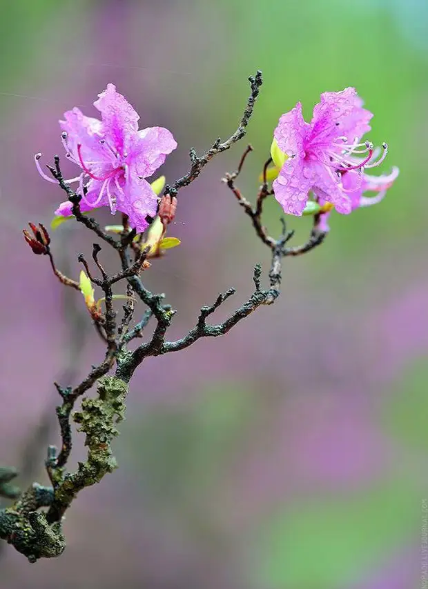 Фотография: Микромир Байкала №28 - BigPicture.ru