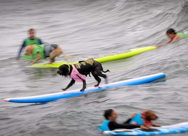 В Сан-Диего прошли соревнования по сёрфингу среди собак