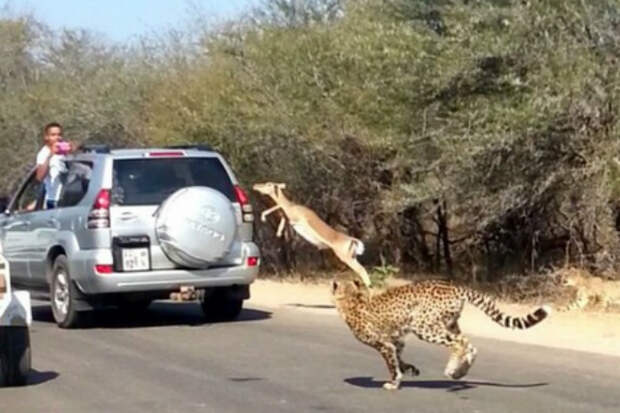 Испуганная антилопа спряталась от преследования от гепардов прямо в машине туристов