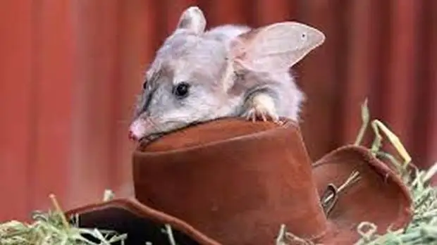 Пасхальный билби - символ Австралии. / www.facebook.com