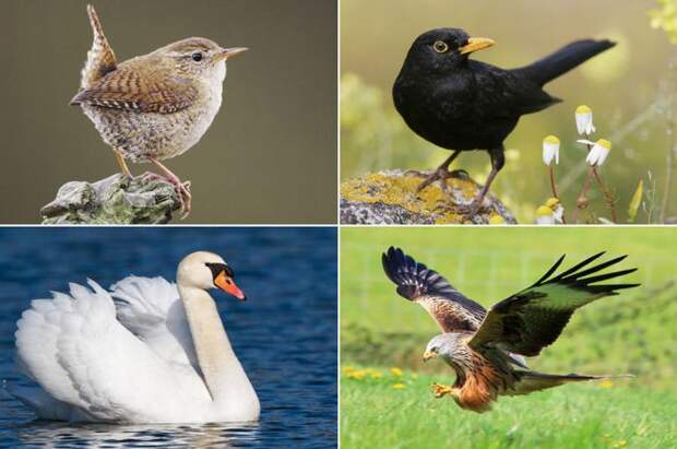 Каково значение птиц в природе и жизни человека? Исчезающие виды