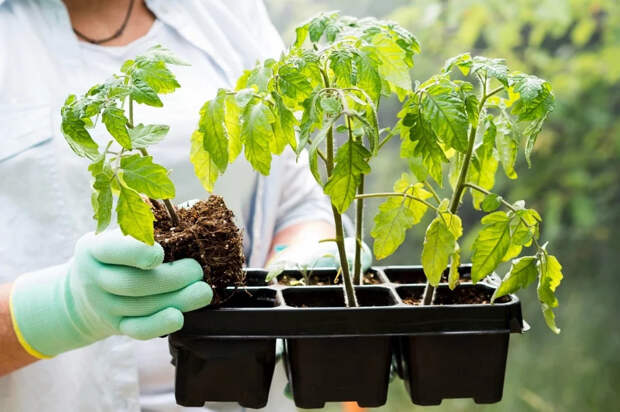 Фитоспорин: как сделать его действительно рабочим