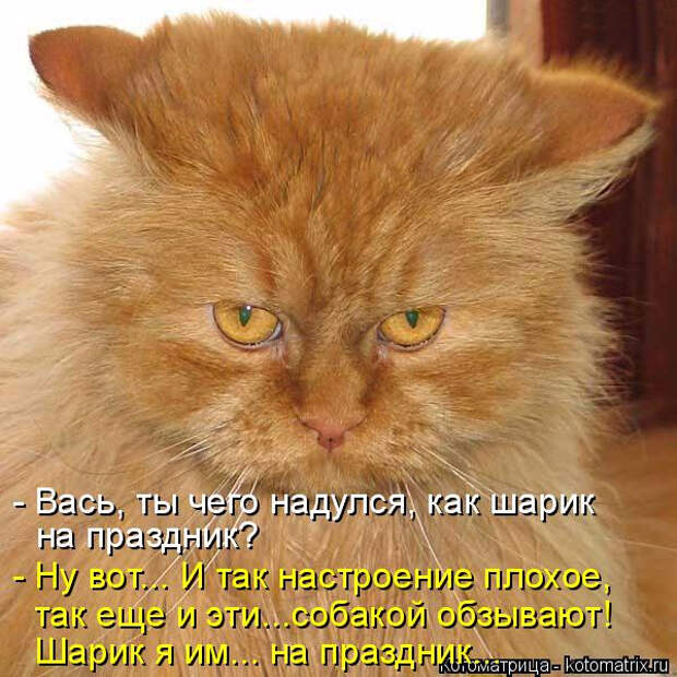 kotomatritsa_O0 (600x600, 339Kb)