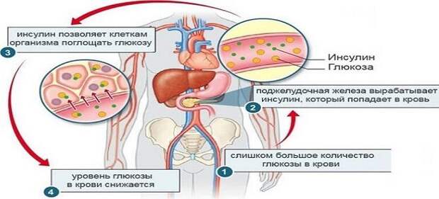 гормон глюкагон функции