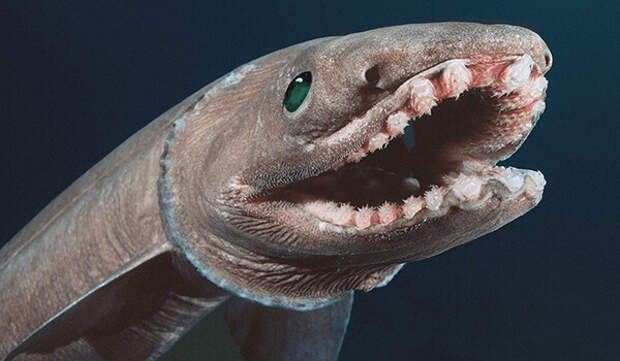 Фото: Плащеносная акула из Красной книги