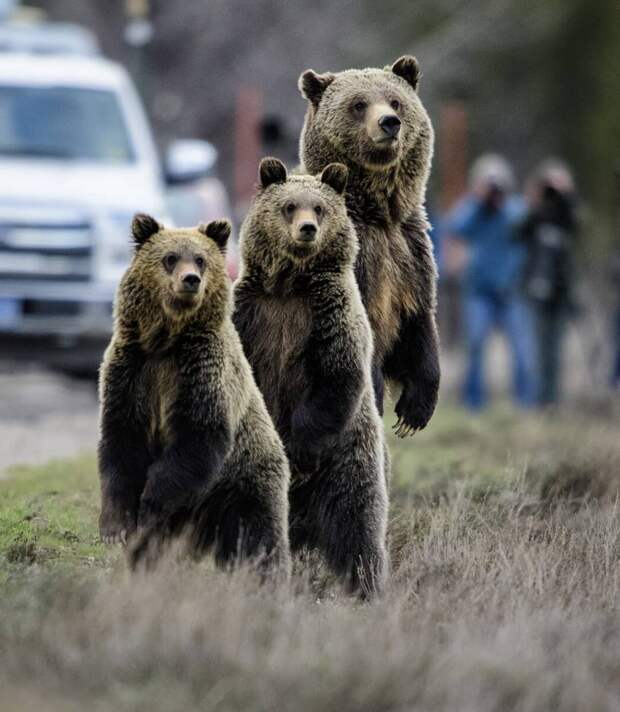 16 уникальных снимков диких животных, где фотограф подобрался очень близко