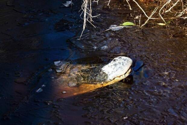 Северная Каролина из-за холодов аллигаторы вмерзли в лёд