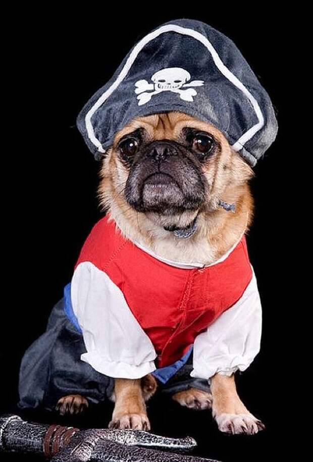 Pugs13 Pugs13 Веселые мопсы мастера маскировки