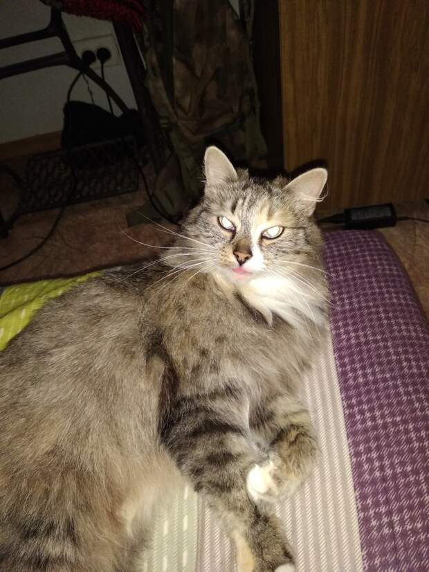 помощь котам кошка на кровати
