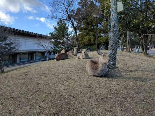 Волшебный парк в Японии, где олени кланяются людям за еду