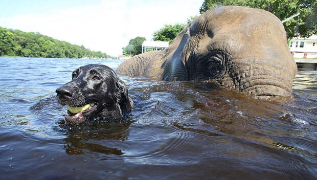 Слон и пес, которых подружила вода брошеные звери, дружба животных, животные, слон, собака, спасения животных, удивительносафари парк