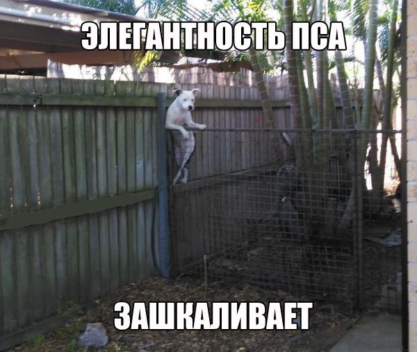 Прикольные картинки (104 фото)