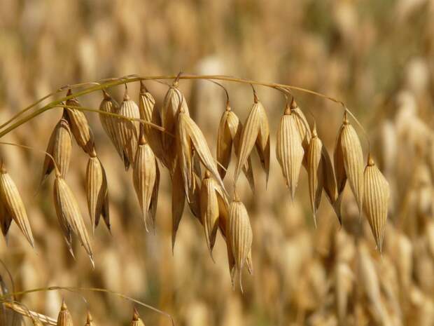 oats-oat-field-arable-cereals-