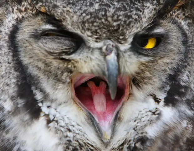 Язык филинов. Сова сипуха. Зубы совы. Сова нахохлилась. Язык филинов.