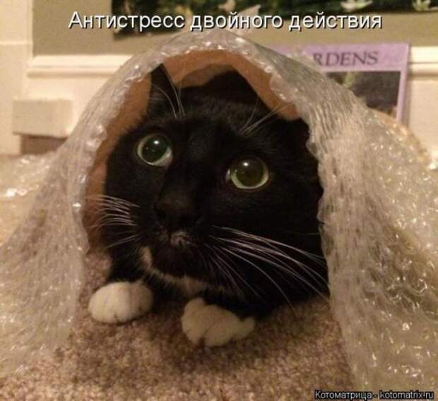 Котоматрицы (картинки с надписями)