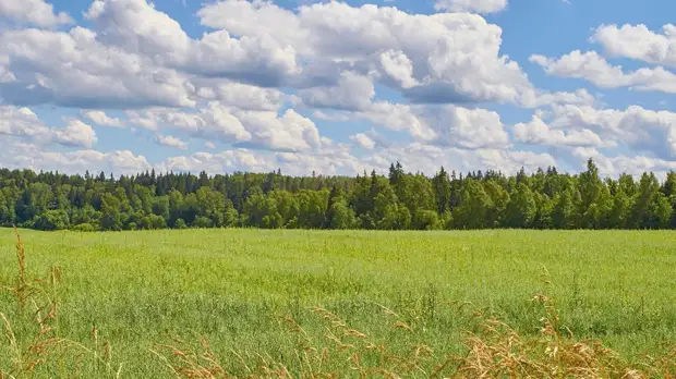 Депутат Гутенёв назвал правильной идею развития Нечерноземья