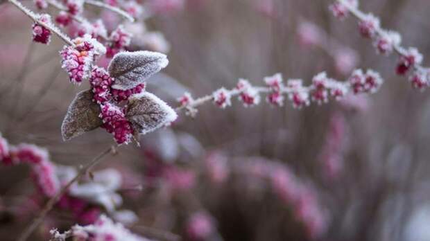 Как защитить сад от майских заморозков и чем опасны для растений затяжные дожди?