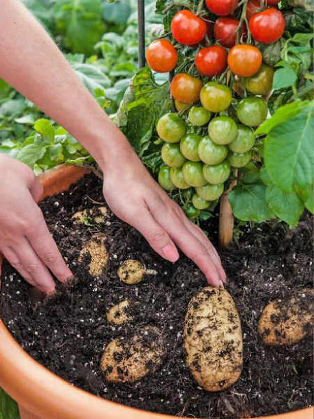 урожай помидоров и картофеля с одного куста