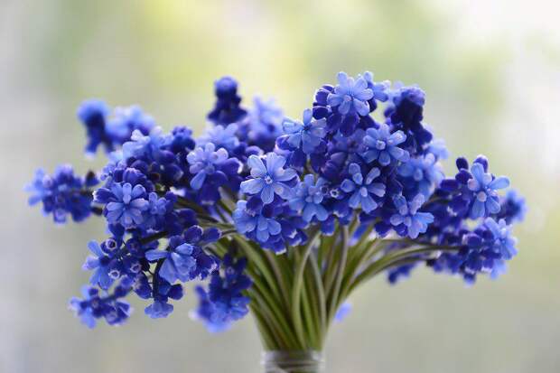 Цветы. Фото: pixabay.com