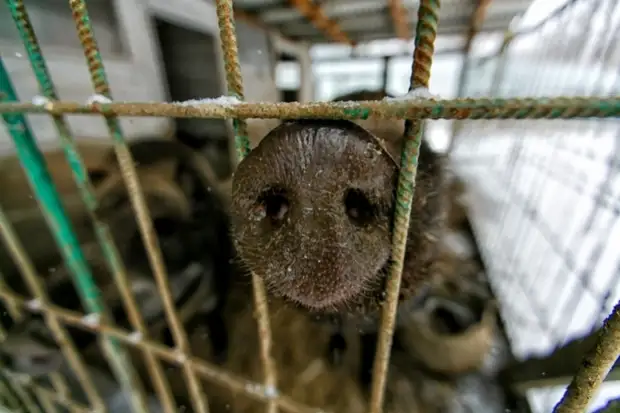 Опасность миновала: карантин сняли в очаге чумы в Приморье