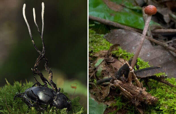 Гриб-паразит превращает муравья в «зомби»