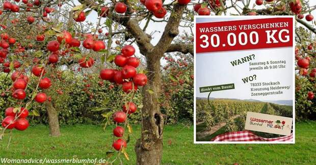 Ферма в Германии бесплатно подарила людям 30 тонн яблок. Их некому продавать!