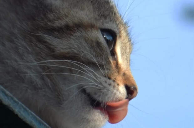 Блогер из Китая построил город для котов с «Мяудональдсом»