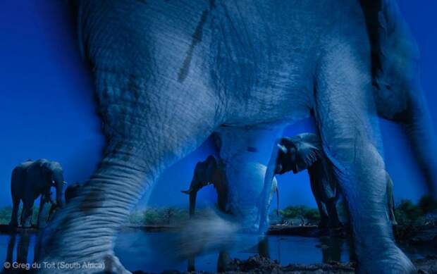 Забавные фото победителей конкурса Wildlife Photographer of the Year (2)