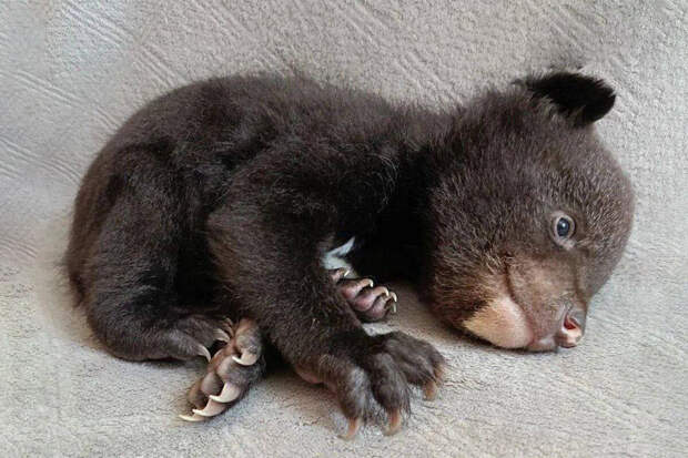 Amur Mash: в берлоге в Хабаровском крае нашли осиротевшего медвежонка