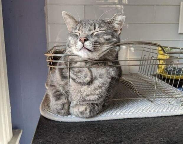 Находчивые котики, которые прекрасно устроятся где угодно