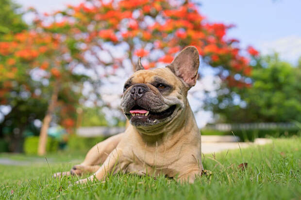 Ветеринар Земская: гигиена поможет питомцу пережить весеннюю аллергию