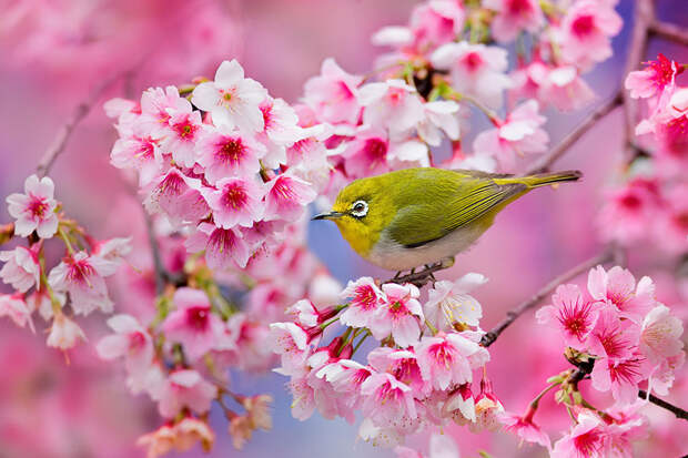 cherry c Самые красивые фотографии цветения сакуры в 2014 м году