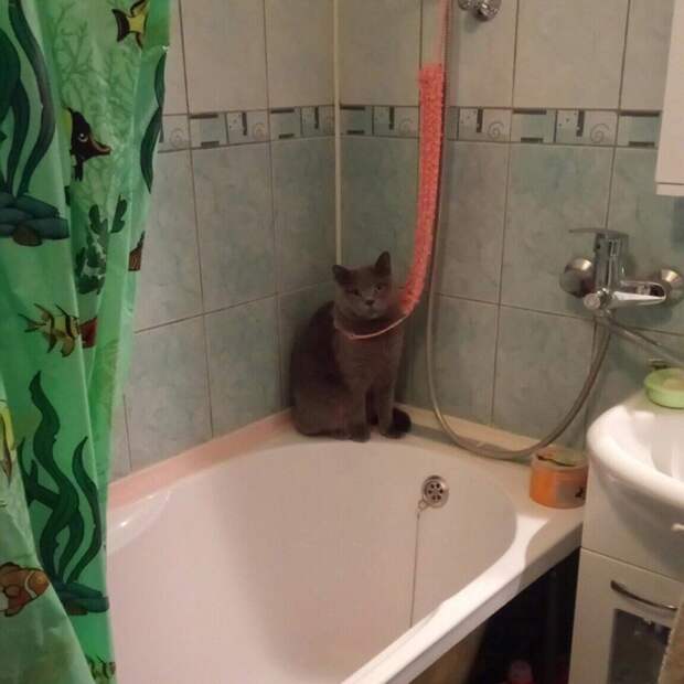 25 котиков, забравшихся в необычные места животные, котики, коты, юмор