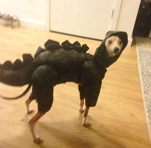 собака в костюме динозавра