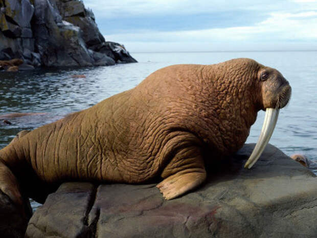 «Роснефть» стремится свести к минимуму вред, приносимый природе её арктическими проектами