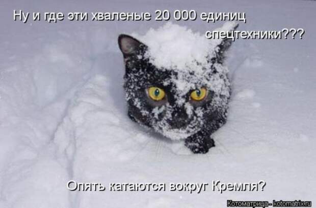 Котоматрицы (картинки с надписями)