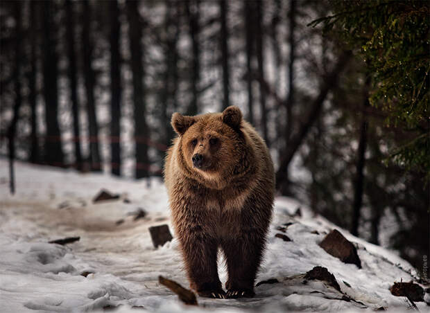 медведь в лесу