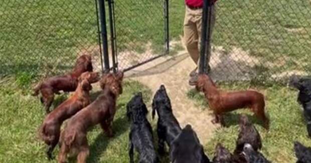 Дрессированный собаки ждут, когда их позовут по имени, прежде чем отправиться играть в загон