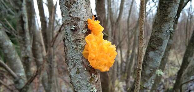 В парке «Тушинский» заметили необычный гриб оранжевого цвета