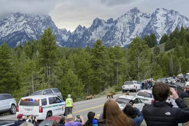 16 уникальных снимков диких животных, где фотограф подобрался очень близко