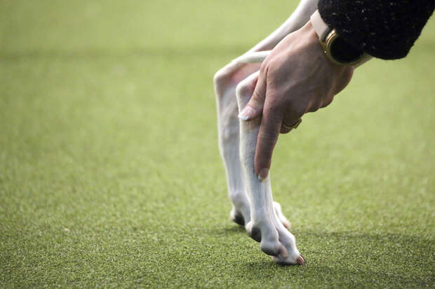 Выставка собак Westminster Kennel Club 2019