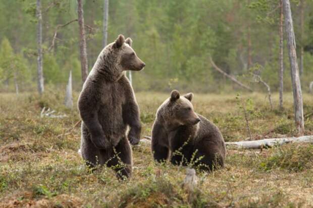 Самец и самка бурого медведя: основные отличия