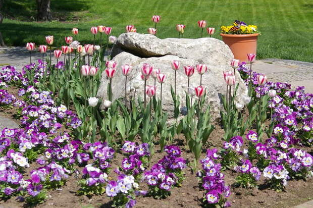 Тюльпан садовый сорта Modern Style с разноцветной виолой Виттрока, фото автора