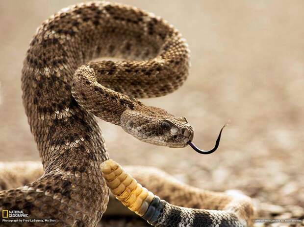 natgeowllpprs26 natgeowllpprs26 990x742 Обои для рабочего стола от National Geographic за апрель 2013